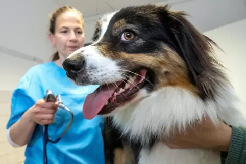  Über einen Notdienstkreis bieten 19 Tierarztpraxen und die Kleintierklinik Frankenthal in der Region abwechselnd einen Nachtdie