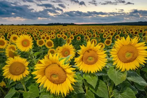 Sonneblumen in Brandenburg, wo die meisten deutschen Felder sind.