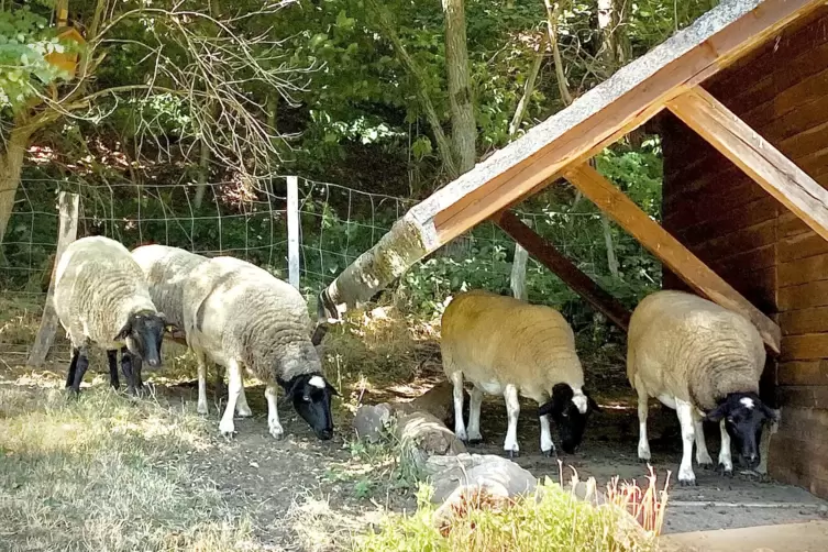 Die fünf überlebenden Schafe erfreuen sich bester Gesundheit.