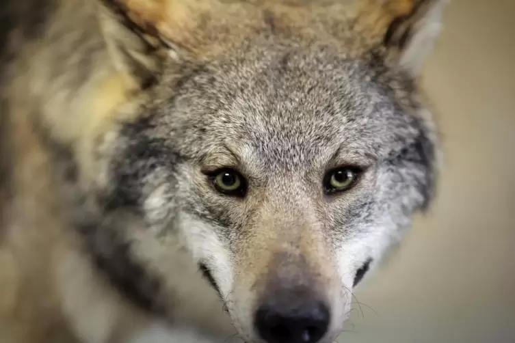 Der Wolf riss zwei Schafe in Carlsberg. . 