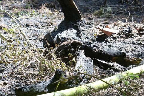 Der Wald hat wieder gebrannt. Unser Foto zeigt den versengten Boden nach einem Feuer nahe Berg im Juli. 