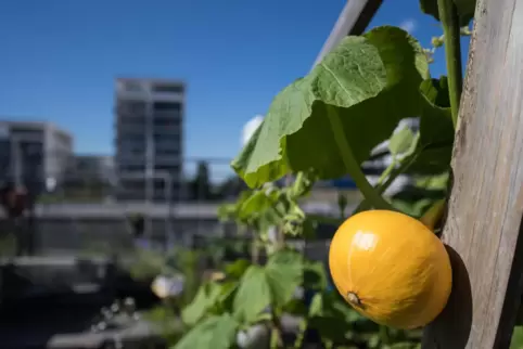 Im hessischen Offenbach reift ein Kürbis im „Hafengarten OF" heran. Gärtnern in der Stadt wird immer mehr zum Trend. 