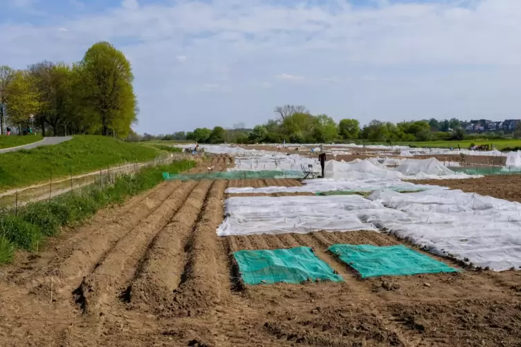 Hinterm Rheindeich bei D&uuml;sseldorf bestellen Gro&szlig;st&auml;dter altes Bauernland. 