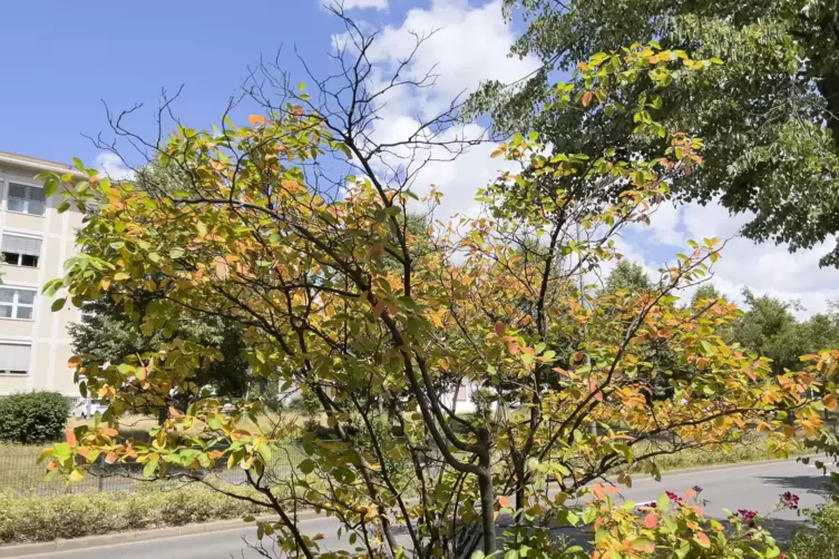 D&uuml;rre Bl&auml;tter mitten im Sommer in der Kaiserslauterer Ludwigstra&szlig;e.