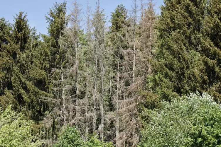Tote B&auml;ume im Wald bei Schwedelbach.