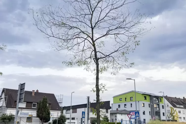  Stadtbaum in der Brandenburger Stra&szlig;e in Kaiserslautern. 
