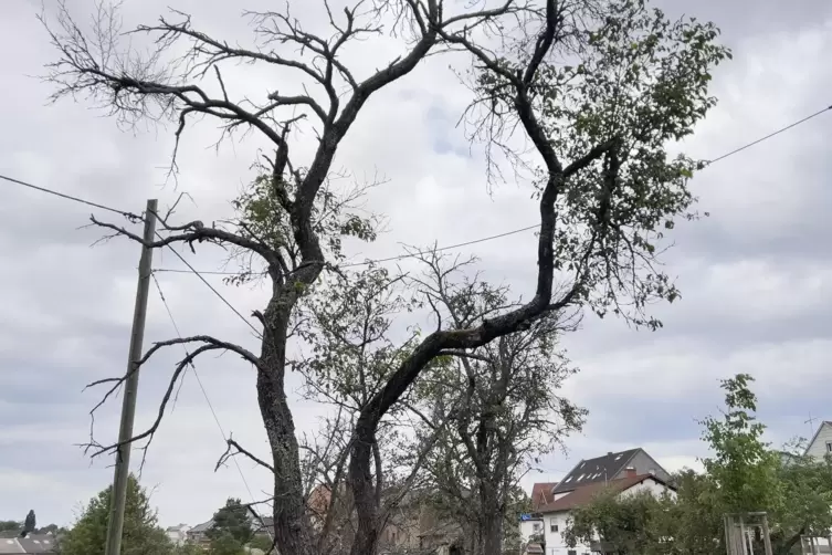  D&uuml;rrer Baum am Ortsausgang von Baalborn. 