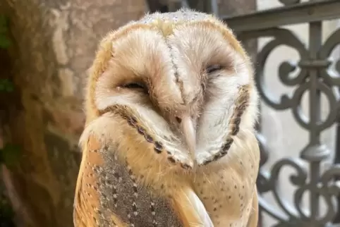Diese Schleiereule wurde in der Greifvogelstation wieder aufgepäppelt.