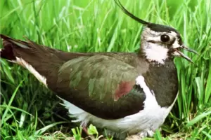 Brütender Kiebitz: Die Wiesenvögel werden seltener. 