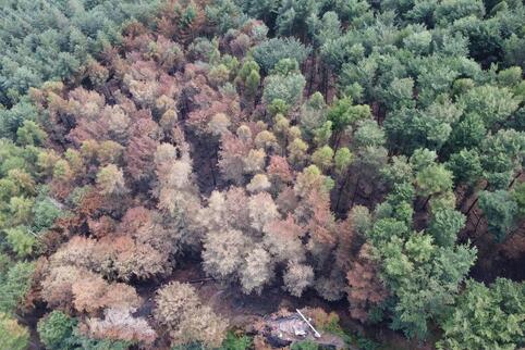 In der Luftaufnahme ist die Fläche in Richtung Schönau deutlich an den vertrockneten Baumkronen erkennbar. Am unteren Bildrand i