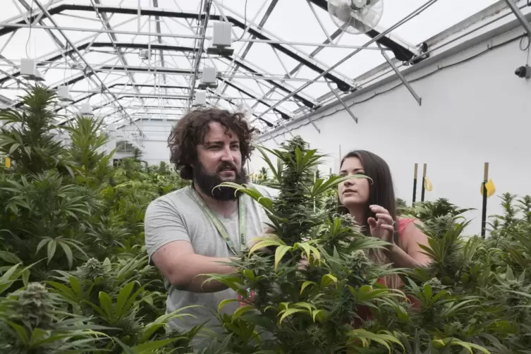 Cannabis-Pflanzen in einem Gewächshaus in Pueblo/Colorado.