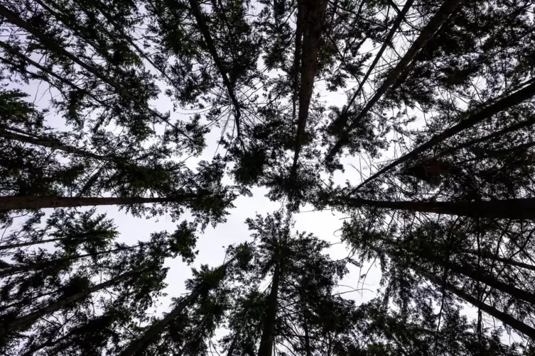 Im Rund der Nadelbäume: Manche Waldbesitzer wissen gar nicht richtig, wo genau die eigenen Bäume stehen.