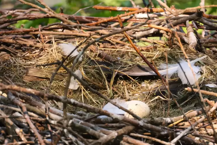 Das erste Storchenei liegt im Nest. Es wiegt 110 Gramm.