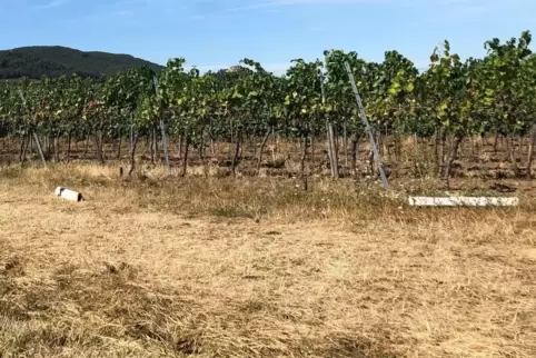 Die Pfosten wurden im Wingert „entsorgt“. 