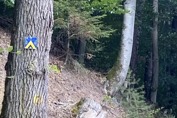Verr&auml;t auch den Schwierigkeitsgrad: Markierung seitlich am Baum. 