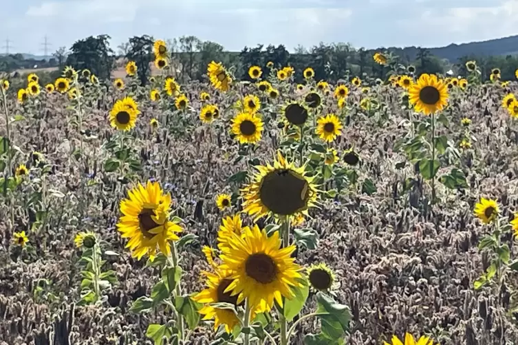 Die Trockenheit macht auch Feldpflanzen zu schaffen – hier Sonnenblumen.