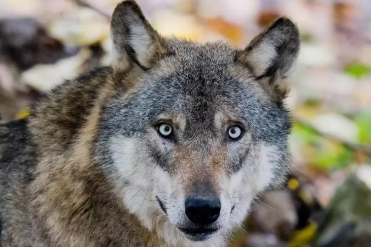 Kehrt der Wolf in den Pfälzerwald zurück? Diese Frage treibt Schafhalter derzeit um.