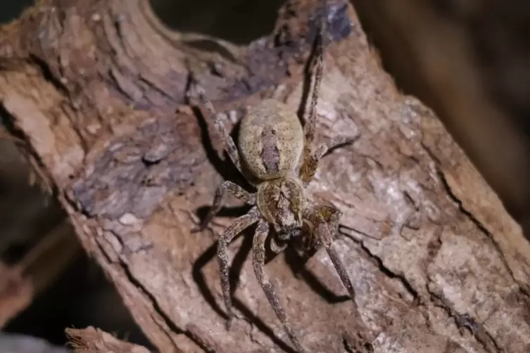 Eine lebende Nosferatu-Spinne ist im Pfalzmuseum zu sehen.