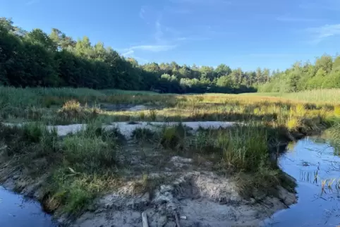 Der Mittellacheweiher im Wald bei Schifferstadt (Rhein-Pfalz-Kreis) war vor wenigen Jahren noch ein kleiner See, in dem geangelt