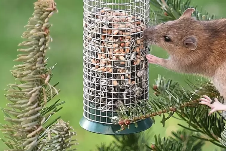 Um Ratten nicht anzuziehen, rät ein Schädlingsbekämpfer davon ab, Vögel über Sommer zu füttern. 