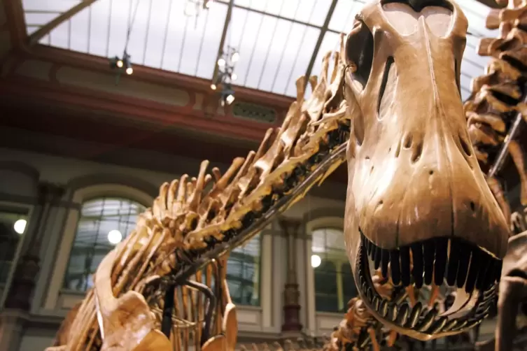 Dicraeosaurus im Museum für Naturkunde in Berlin.