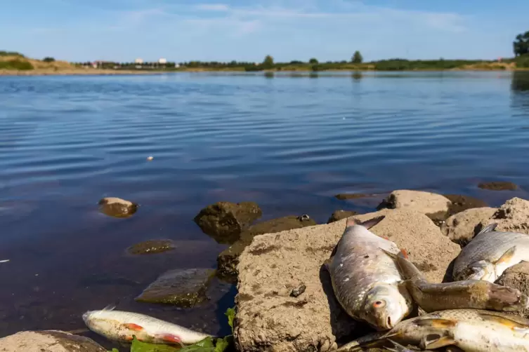 Ein toter Fisch liegt am Ufer der Oder in Brandenburg.