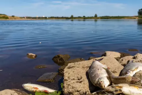 Ein toter Fisch liegt am Ufer der Oder in Brandenburg.