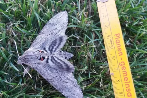 Beachtliche Flügelspannweite: Ein Windenschwärmer ruht sich im Gras aus. 
