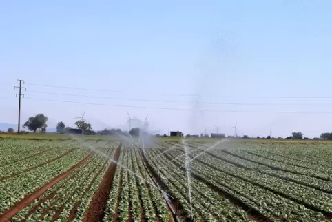 Rund 6,2 Millionen Kubimeter Grundwasser dürfen in der Südpfalz für die Beregnung der Felder pro Jahr genutzt werden.
