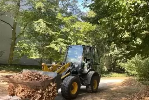 Das vertrocknete Laub wird mit Radladern abgefahren. 
