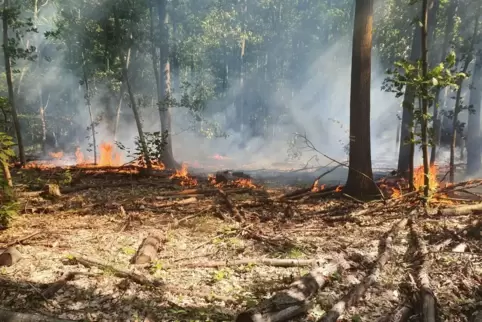 Feuer im Bienwald. Das Symbolbild entstandt 2019 zwischen Büchelberg und Scheibenhardt.