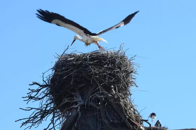 Nestbau in Knittelsheim. Auf zahlreichen D&auml;chern in der S&uuml;dpfalz nisten St&ouml;rche. 