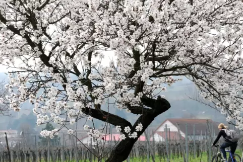 Eine Zierde: Im Frühjahr erfreut die herrliche Mandelblüte in der Pfalz das Auge. Viele Bäume sind allerdings Ziermandeln.