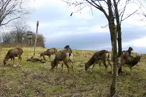 Eine automatische Wildkamera hat die Mufflons im Jagdrevier von Ralf Antes erwischt.