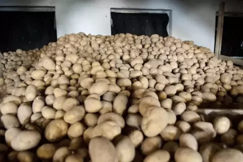 So werden die meisten Kartoffeln in diesem Jahr nicht aussehen. Die Trockenheit hat ihnen arg zu schaffen gemacht. Unförmig und 