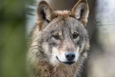 Jetzt ist sicher: Ein Wolf war in der Verbandsgemeinde Wachenheim unterwegs.