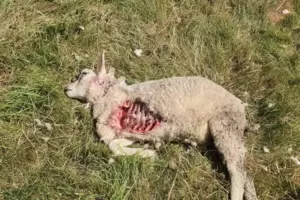 Eines der toten Lämmer lag blutverschmiert auf der Weide, das andere in einem angrenzenden Bachlauf. Eines der toten Lämmer lag blutverschmiert auf der Weide, das andere in einem angrenzenden Bachlauf.