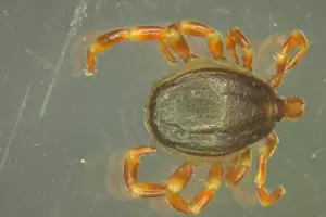 Zecken zählen zu den Spinnentieren, wie Skorpione und die Milben. Dieses Exemplar gehört wahrscheinlich zur Art Hyalomma margina Zecken zählen zu den Spinnentieren, wie Skorpione und die Milben. Dieses Exemplar gehört wahrscheinlich zur Art Hyalomma margina