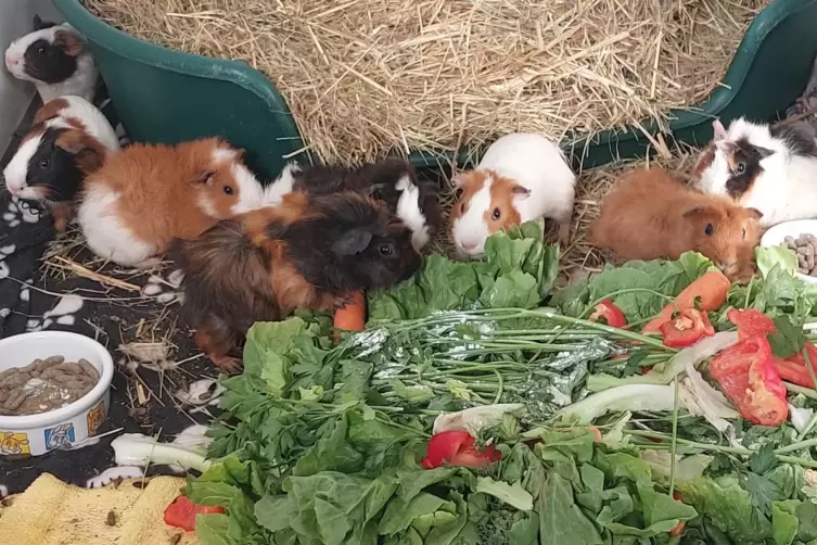 Eine gr&ouml;&szlig;ere Gruppe Meerschweinchen ist aus der Vorderpfalz in das Tierheim in Ernstweiler gekommen.