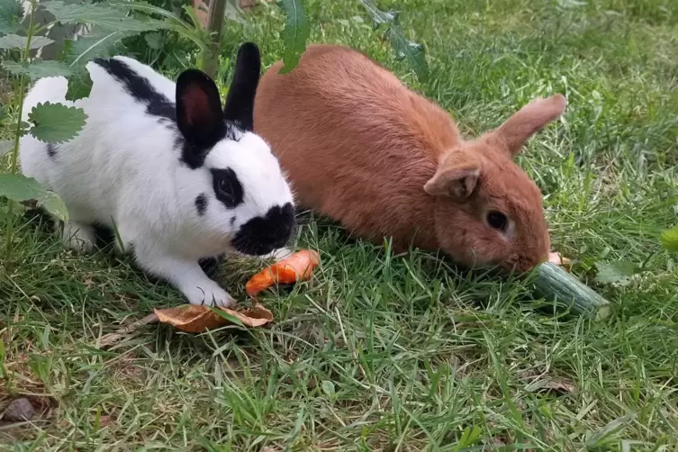 Auch Kaninchen sind im Zweibr&uuml;cker Tierheim untergebracht.