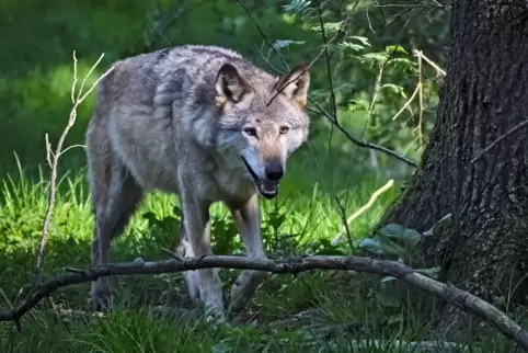 Inzwischen ist bekannt: Die Risse im Leiningerland und der Südwestpfalz gehen auf das Konto eines einzelnen Wolfes. 