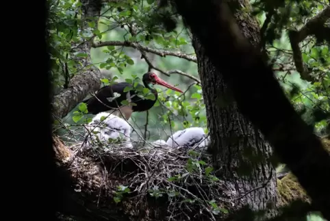 Gunter Kopp hat ein Schwarzstorch-Nest im Breitenbacher Wald entdeckt.