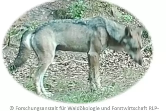 So sieht der Wolf mit der Nummer GA2886m aus – aufgenommen von einer Fotofalle im Landkreis Bad Dürkheim.
