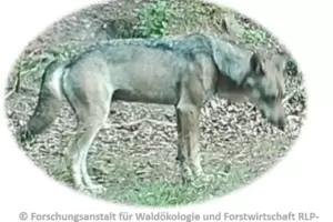 So sieht der Wolf mit der Nummer GA2886m aus – aufgenommen von einer Fotofalle im Landkreis Bad Dürkheim. So sieht der Wolf mit der Nummer GA2886m aus – aufgenommen von einer Fotofalle im Landkreis Bad Dürkheim.