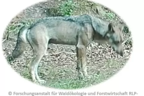 So sieht der Wolf mit der Nummer GA2886m aus – aufgenommen von einer Fotofalle im Landkreis Bad Dürkheim. 