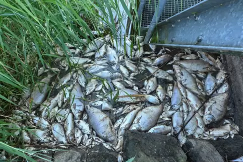 Die toten Fische in der Oder. Die toten Fische in der Oder.