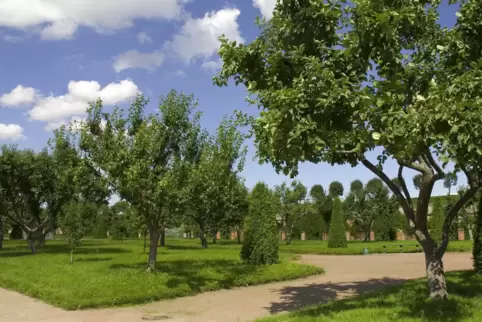Äpfel wachsen auch im Garten von Schloss Peterhof, der ehemaligen Sommerresidenz der russischen Zaren am Finnischen Meerbusen.