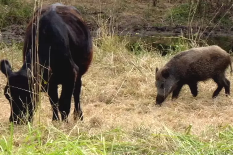 Schon richtig groß geworden: Wildschwein „Babe“ lebt seit über neun Monaten bei der Rinderherde. 