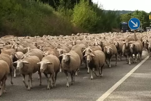 Die Schafherde blockierte kurzzeitig die B48 bei Münchweiler. 
