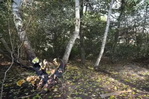 Nah dran: Vorne ein verkohlter Baum, im Hintergrund sind Umrisse der Häuser zu erkennen .
